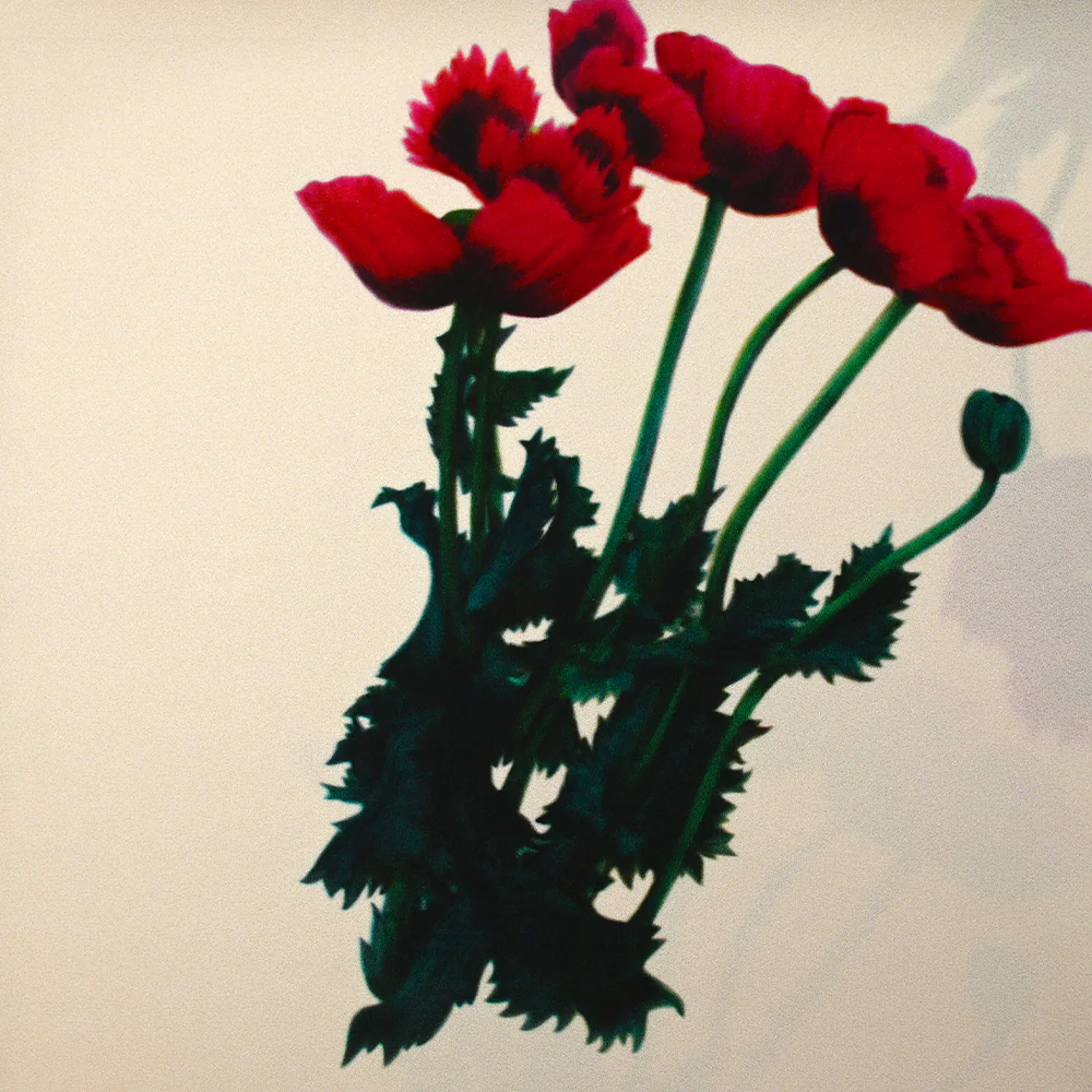 Crêpe viscose imprimé grands coquelicots fond écru